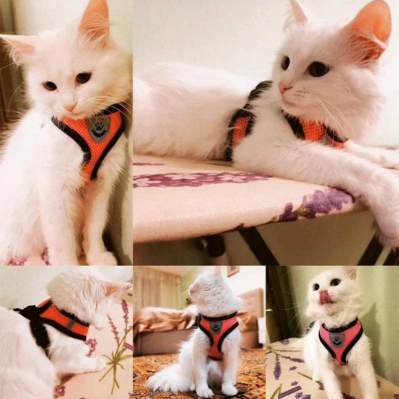 Harnais réglable respirante avec laisse pour chats et Chiots
